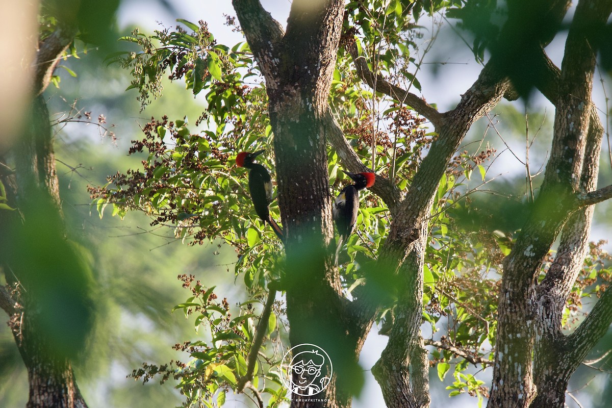 White-bellied Woodpecker - ML571430951