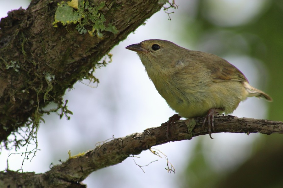 Green Warbler-Finch - Rémi Bigonneau