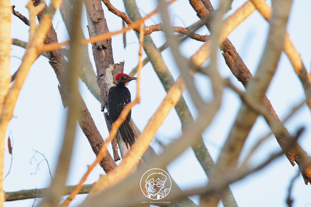 White-bellied Woodpecker - ML571440151