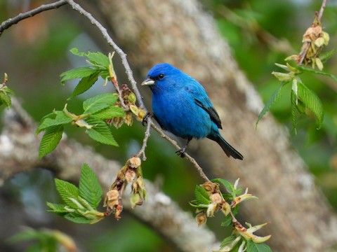 Kevin Reiter - Blue Jay Cyanocitta cristata