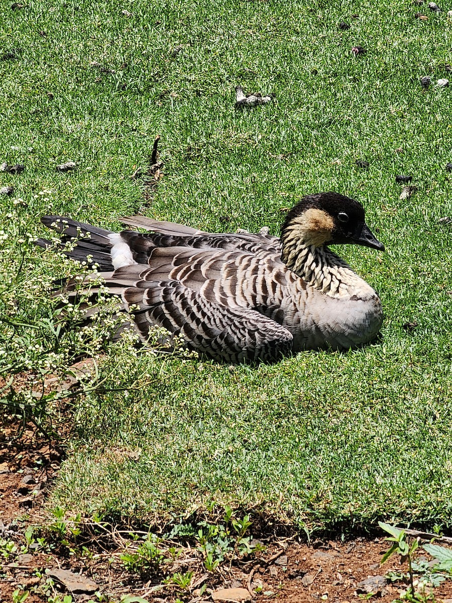 Hawaiian Goose - ML571444221
