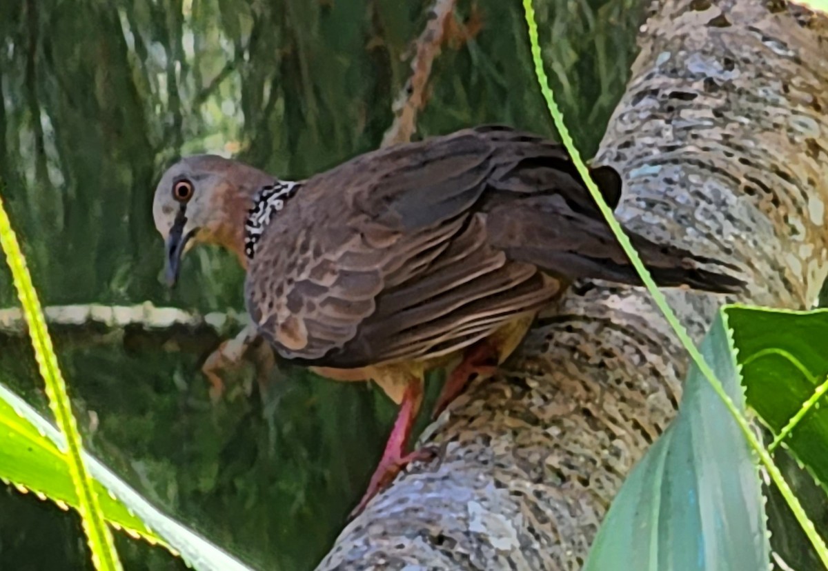 Spotted Dove - ML571445011