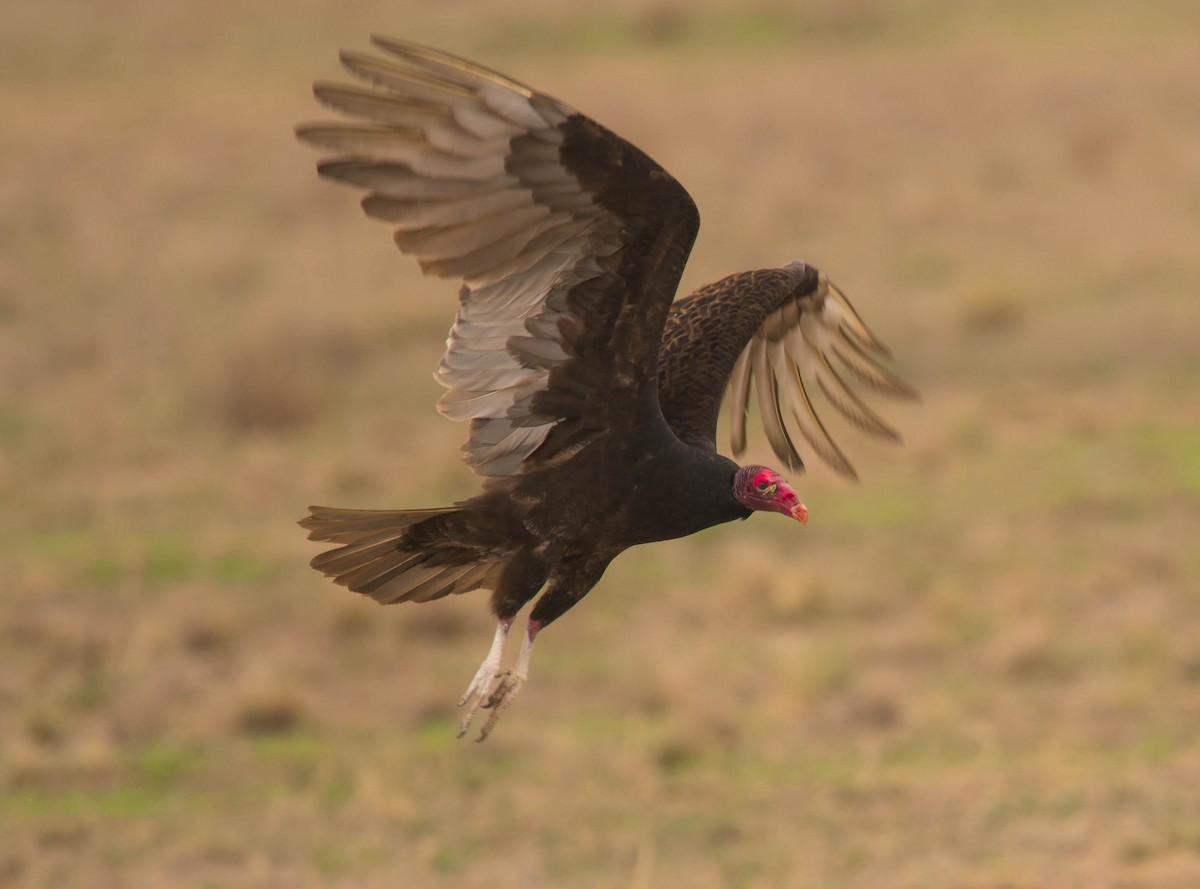 Turkey Vulture - ML571447971