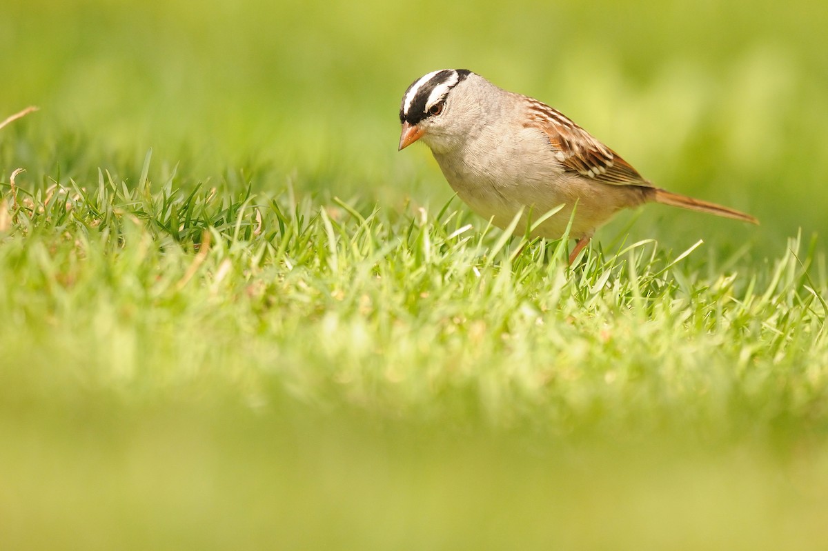 White-crowned Sparrow - ML571448561