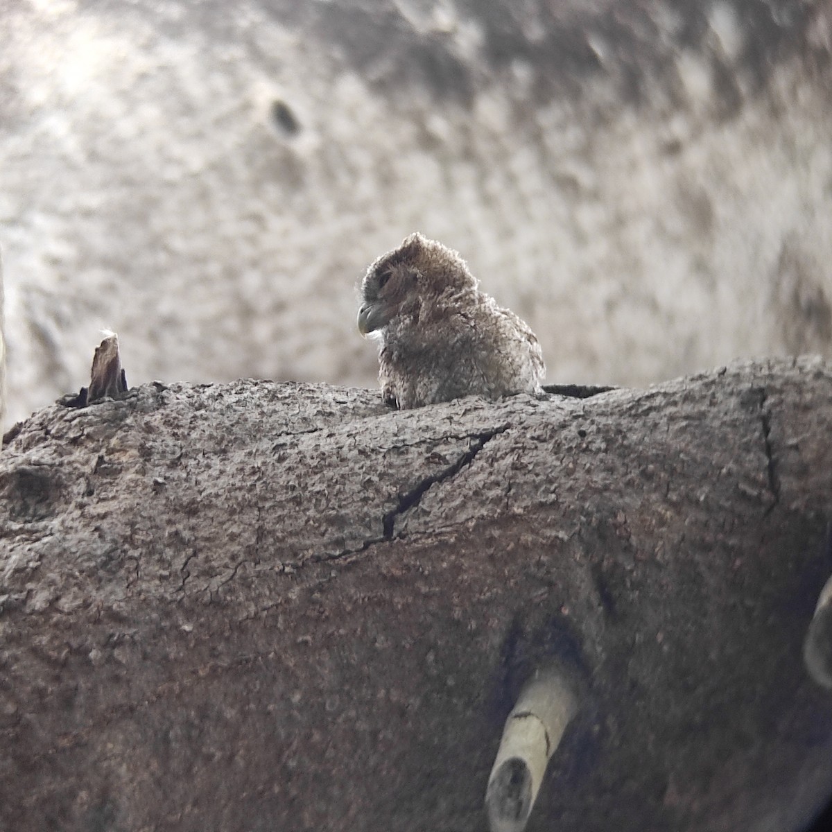 Pacific Screech-Owl (cooperi) - ML571448871