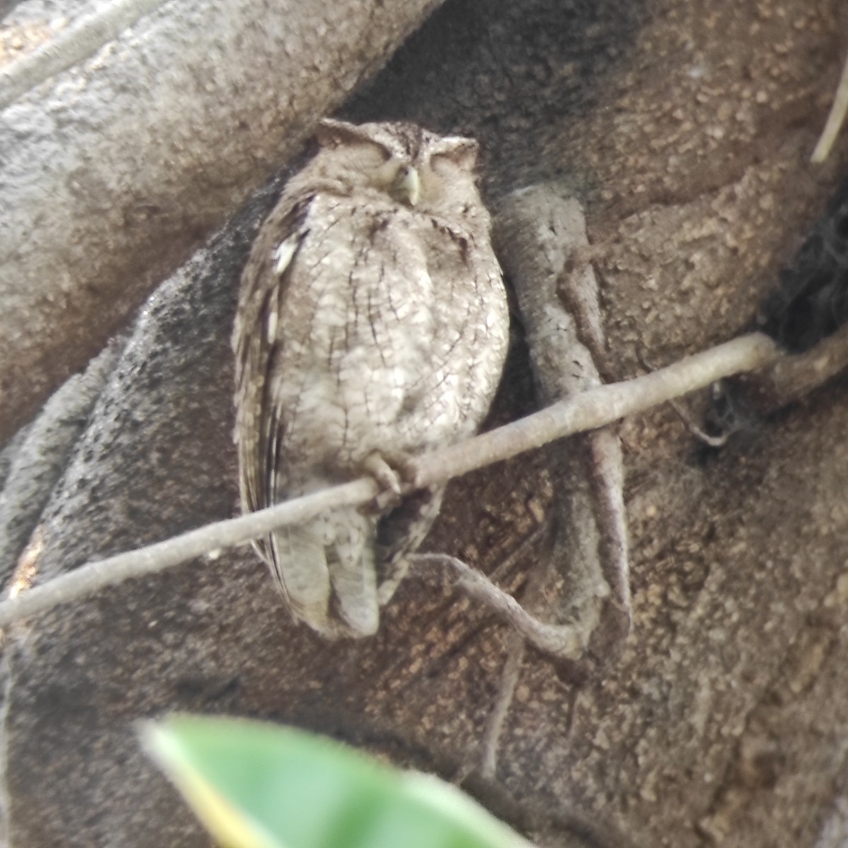 Pacific Screech-Owl (cooperi) - ML571449011