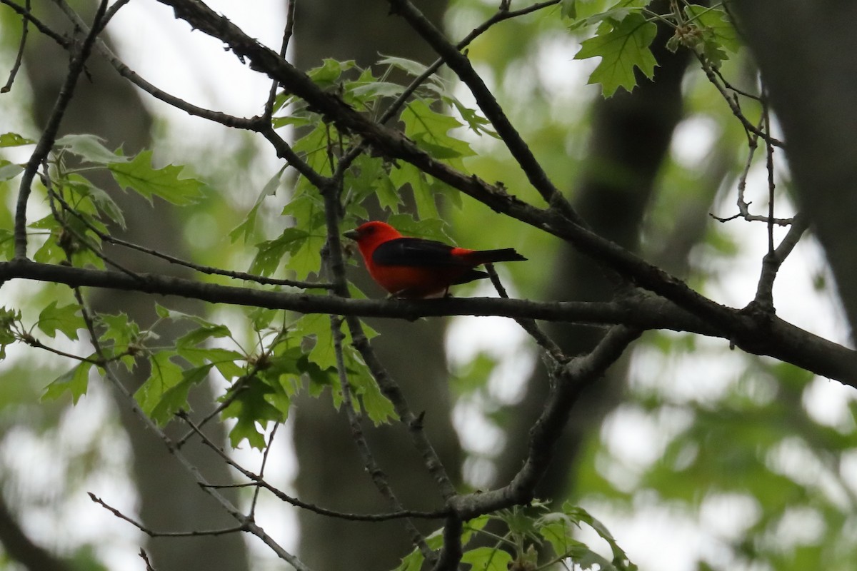 Scarlet Tanager - ML571453531