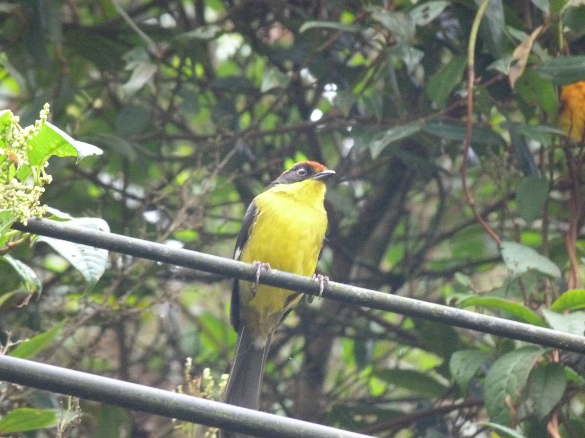 Yellow-breasted Brushfinch - ML571455101
