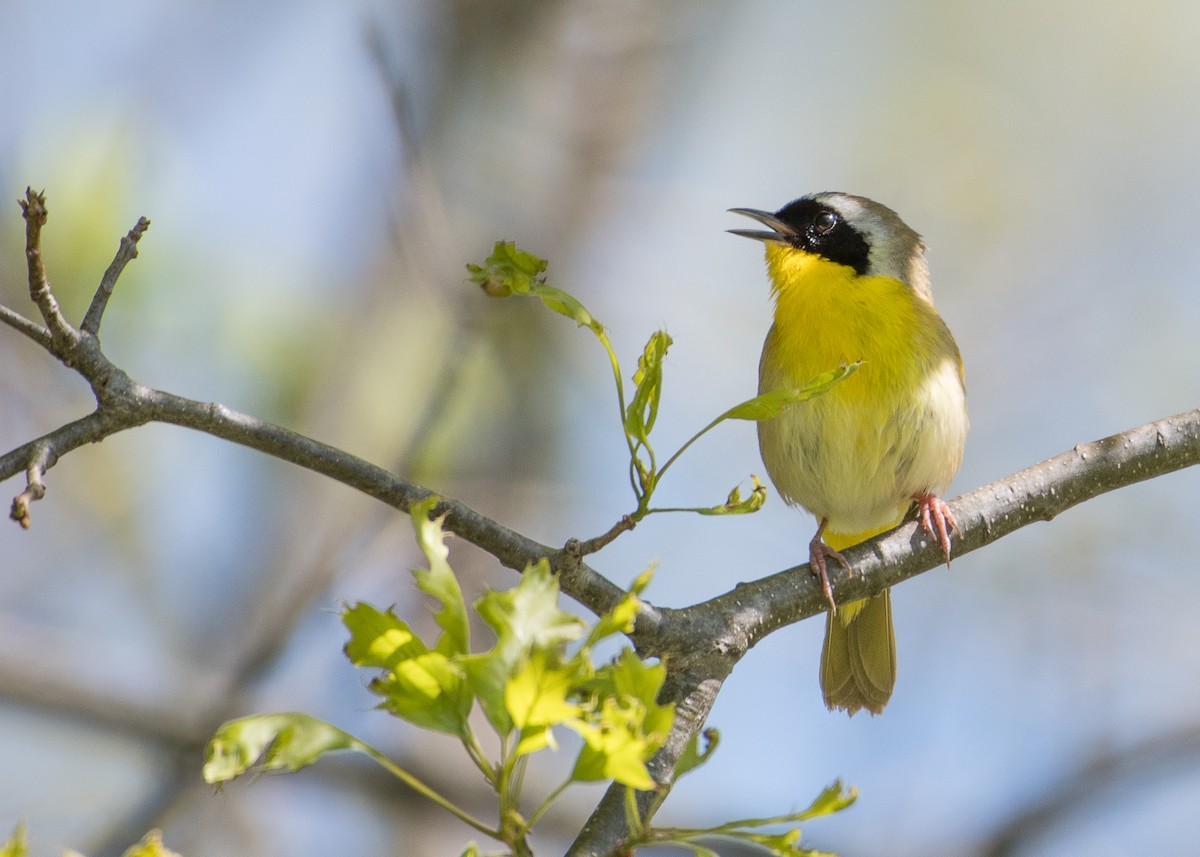 Common Yellowthroat - Sheila and Ed Bremer