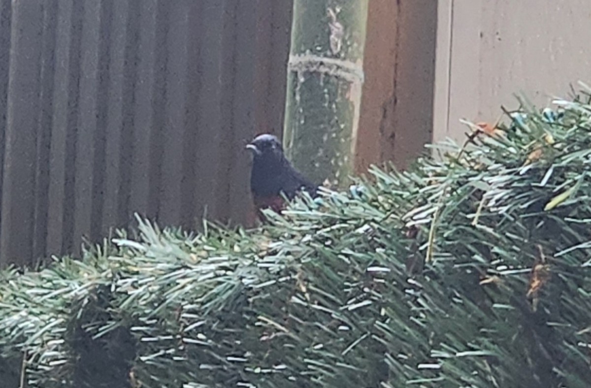 White-rumped Shama - ML571455731