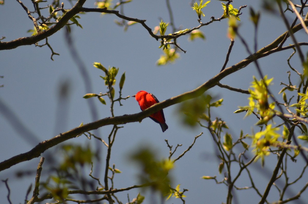Scarlet Tanager - ML571457471