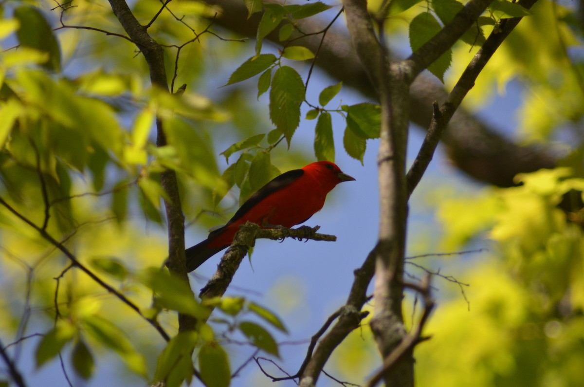 Scarlet Tanager - ML571458251