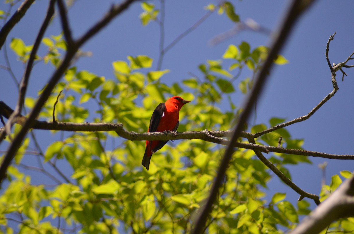 Scarlet Tanager - ML571459021