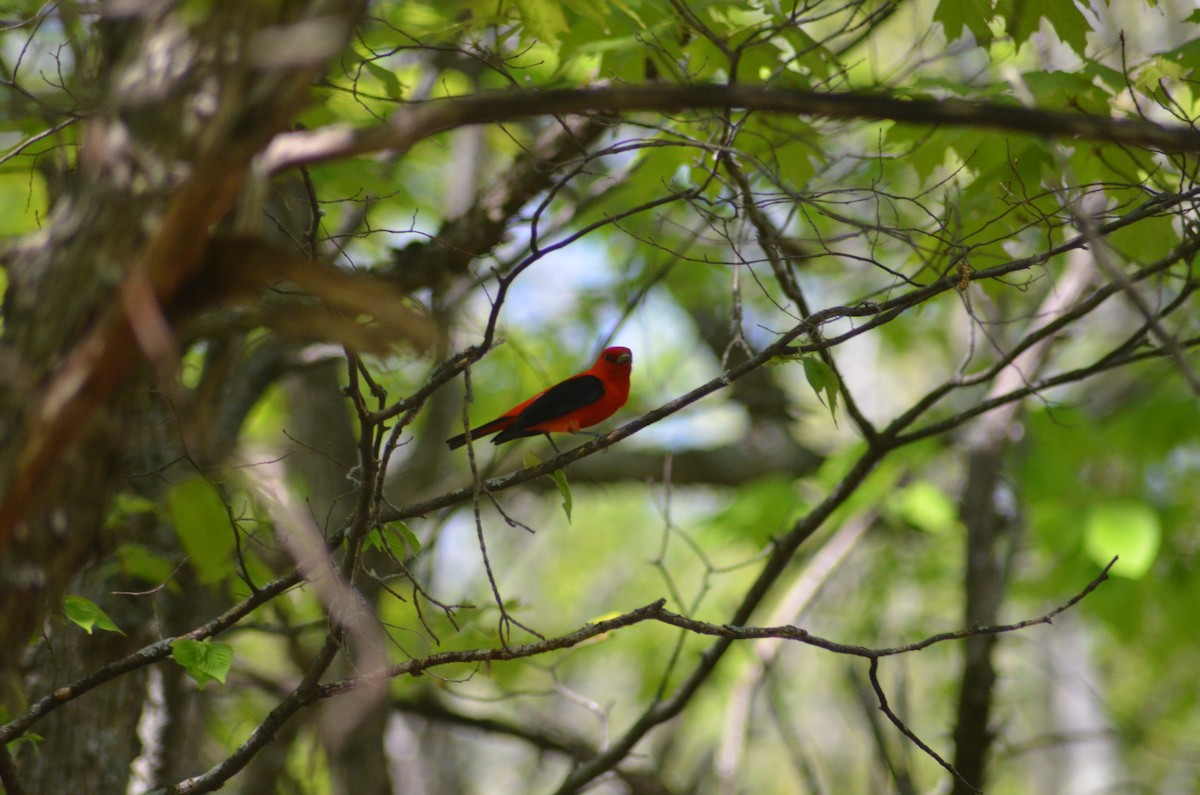 Scarlet Tanager - Isaac Worrall