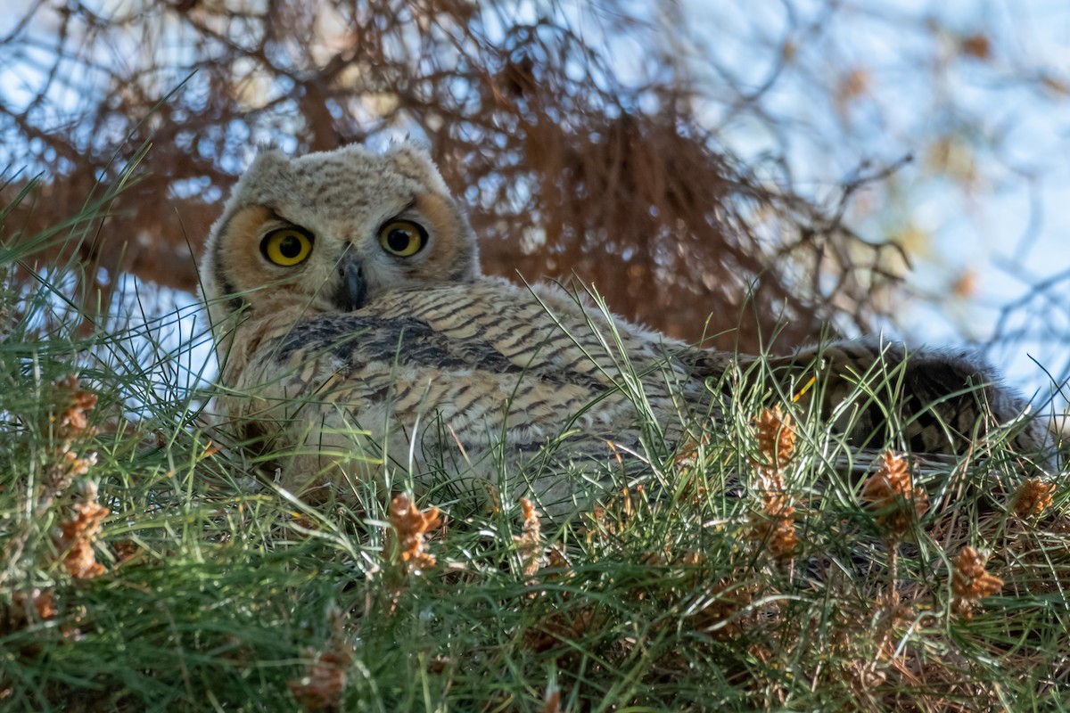 Great Horned Owl - ML571461731