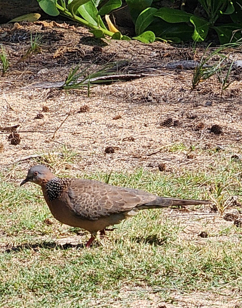 Spotted Dove - ML571466561