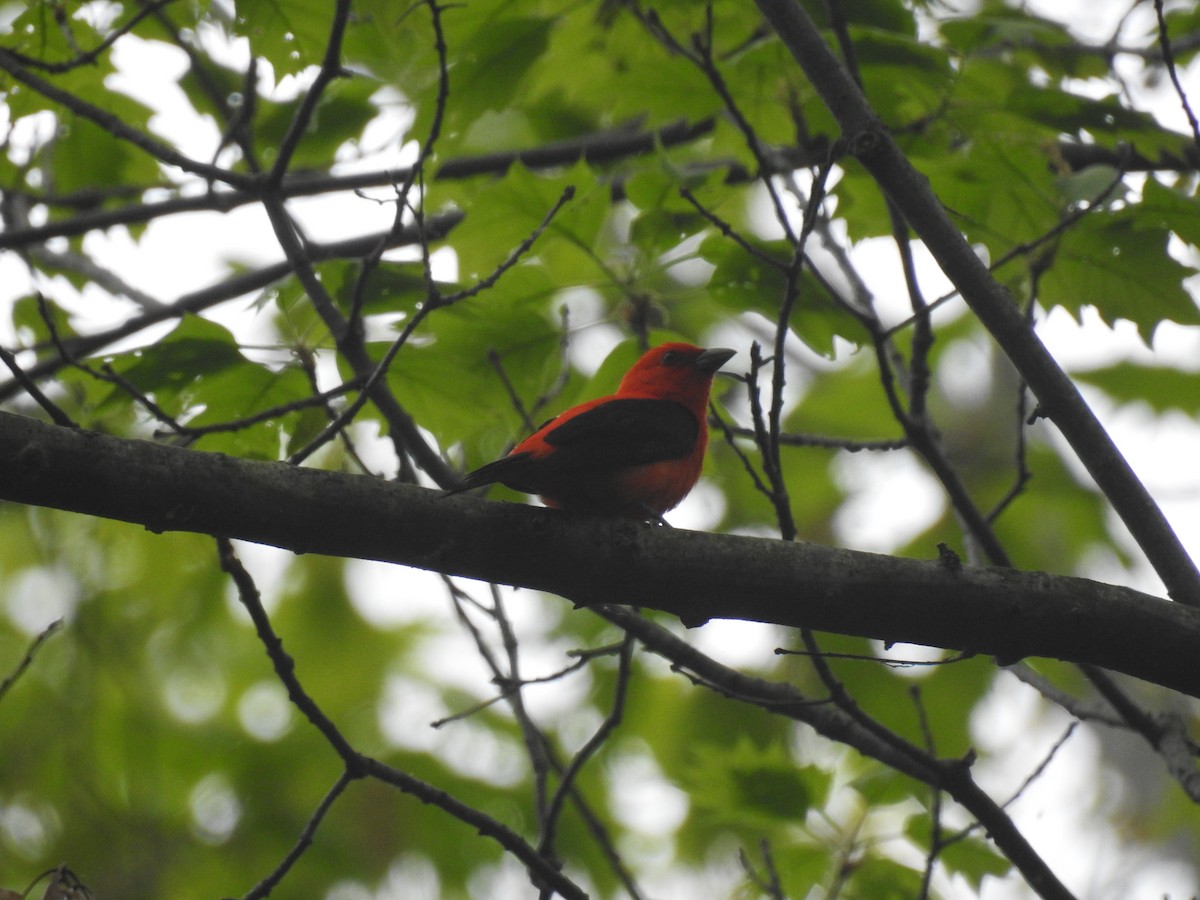 Scarlet Tanager - ML571467781