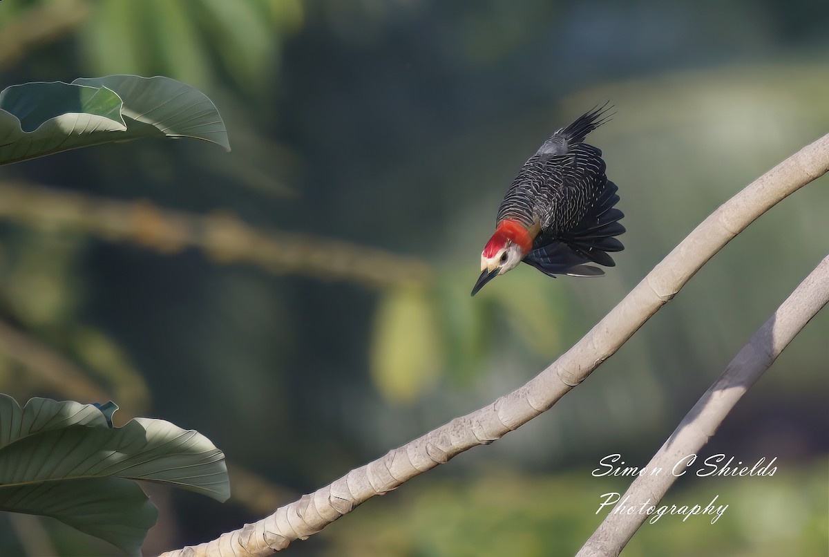 Jamaican Woodpecker - ML571471511