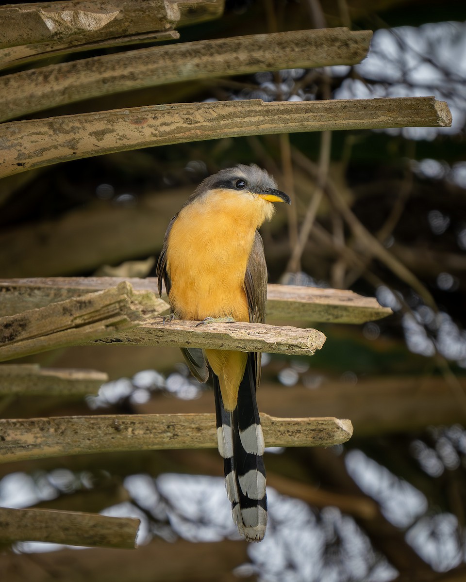 Mangrove Cuckoo - ML571472291