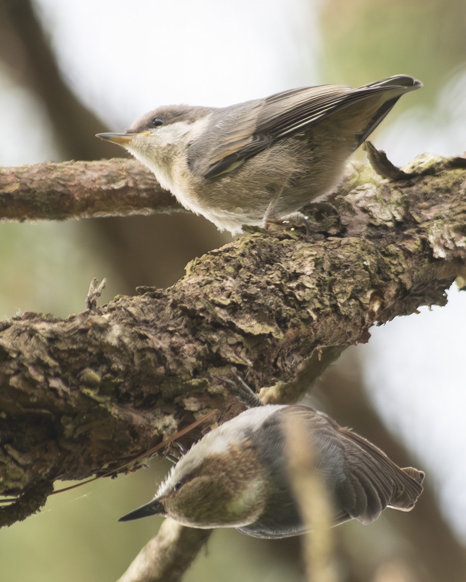 Brown-headed Nuthatch - ML571474701