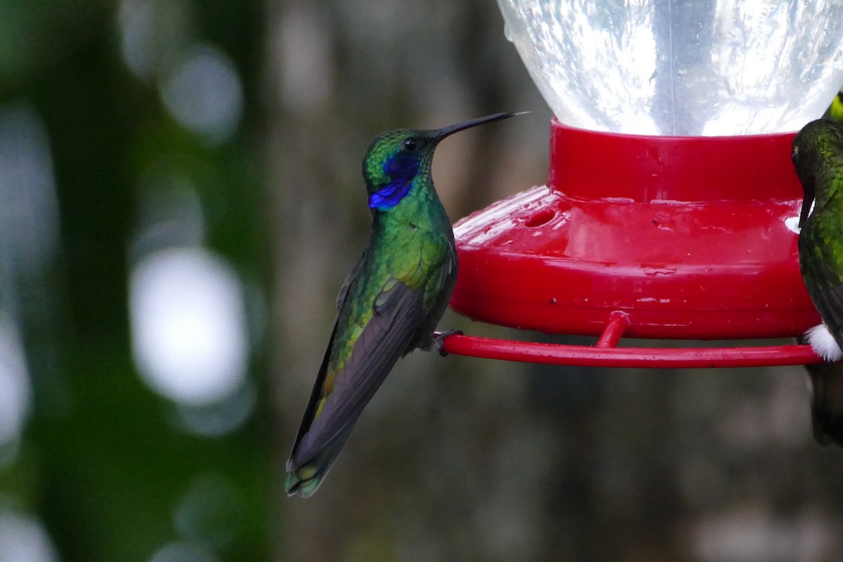kolibřík modrouchý - ML57148011