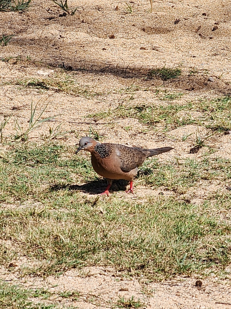 Spotted Dove - ML571484681