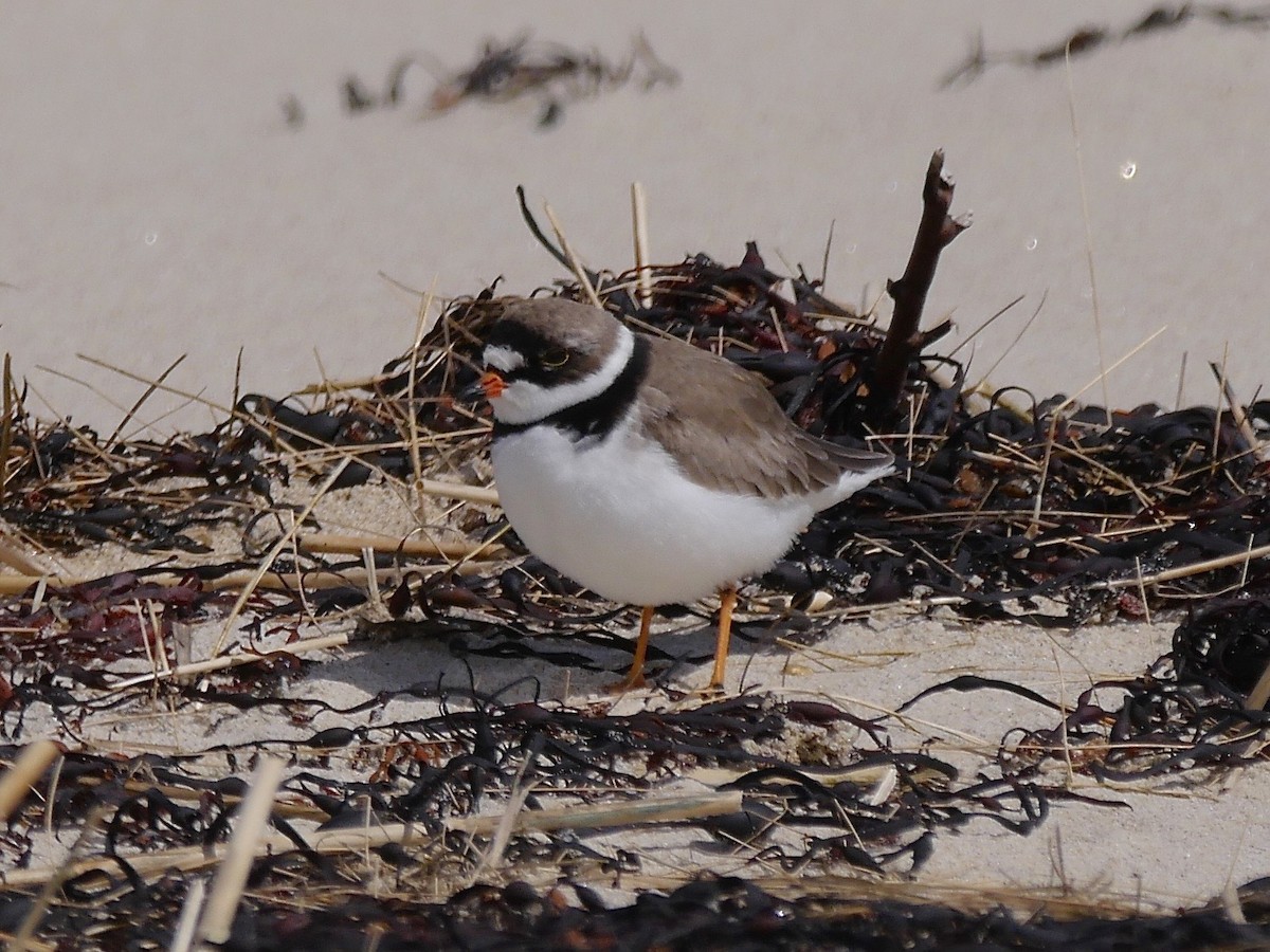 Semipalmated Plover - ML57148621