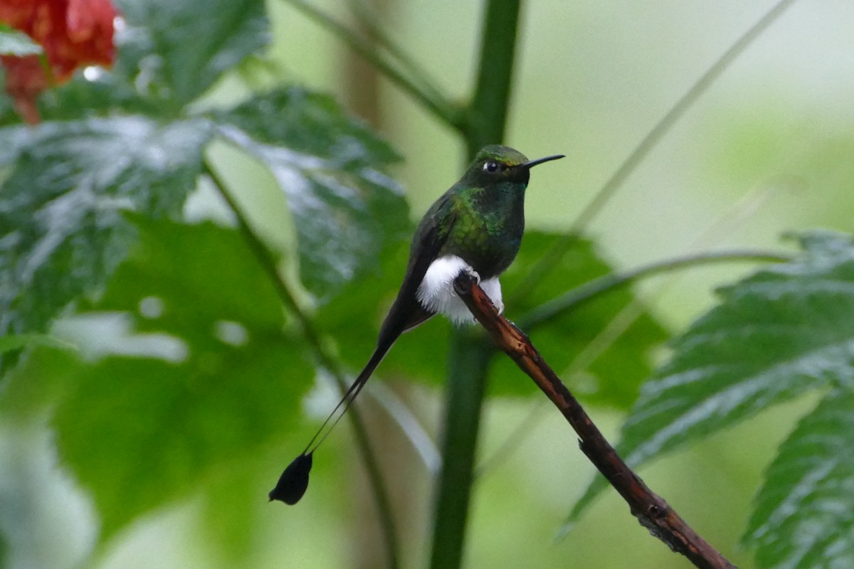 White-booted Racket-tail - ML57148691