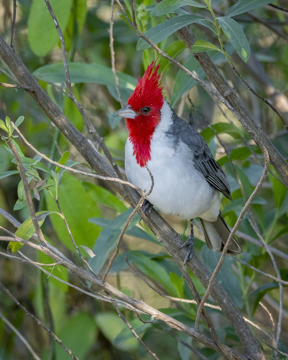 Red-crested Cardinal - ML571487481