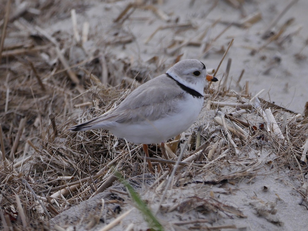 Piping Plover - ML57148751
