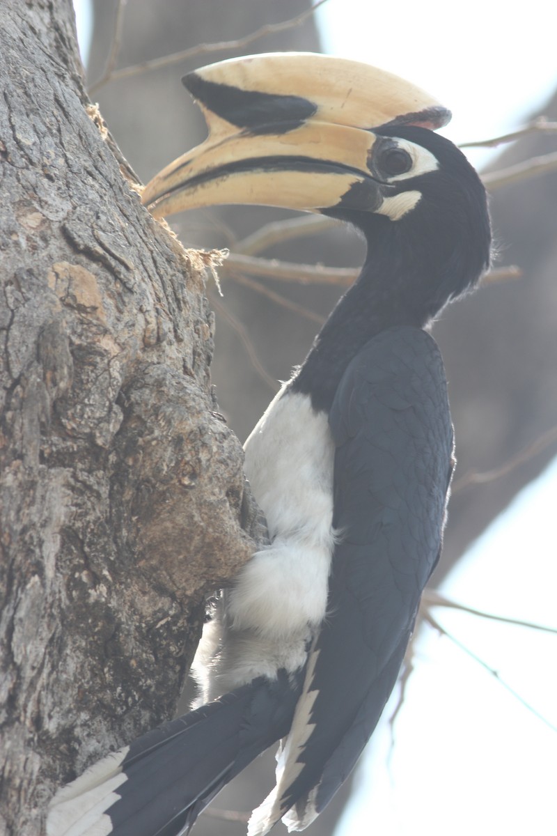 Oriental Pied-Hornbill - Lekshmi  Jayakumar