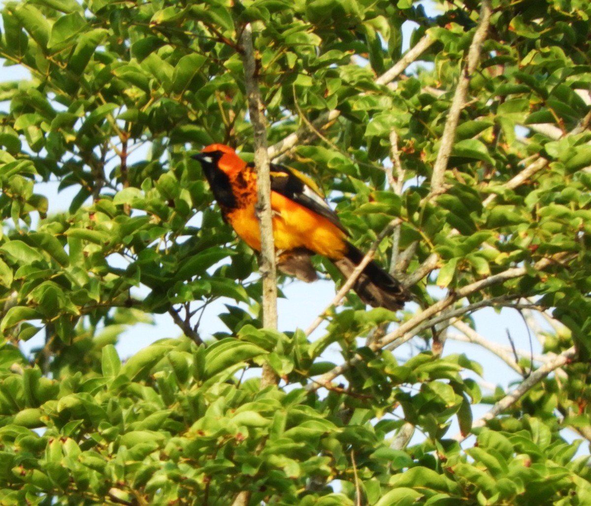 Spot-breasted Oriole - ML571488861