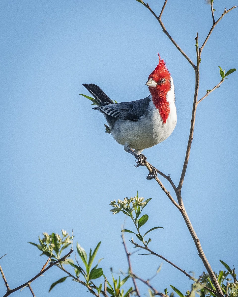 Red-crested Cardinal - ML571493411