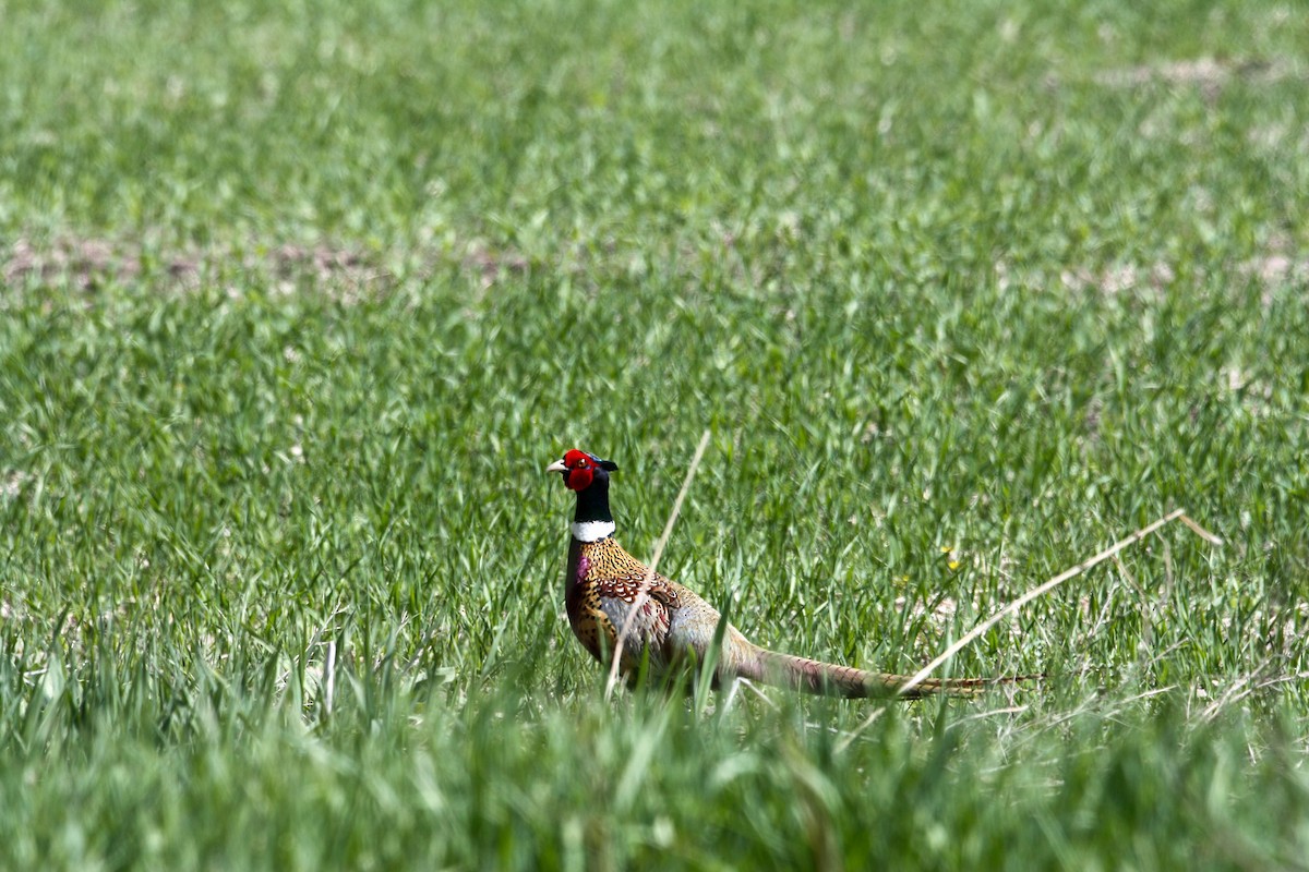 Ring-necked Pheasant - Grant Pegram