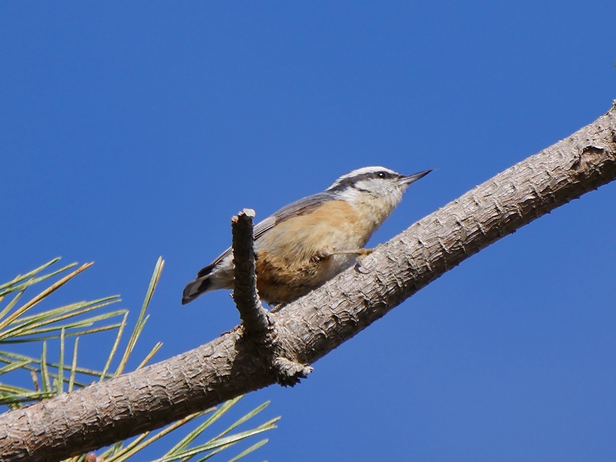 Red-breasted Nuthatch - ML57149971