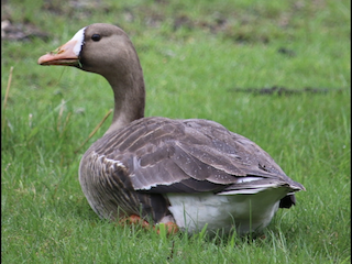 Greater White-fronted Goose, ML571501391