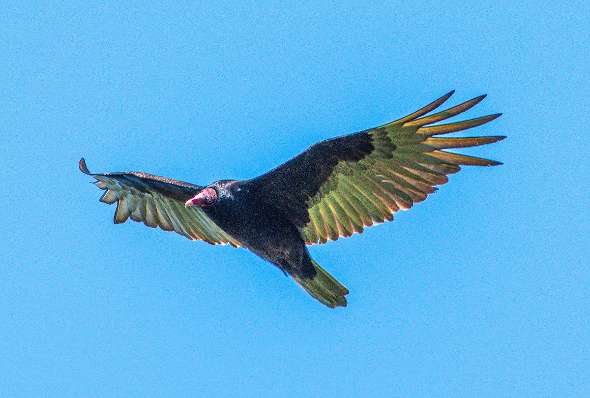 Turkey Vulture - ML571502191