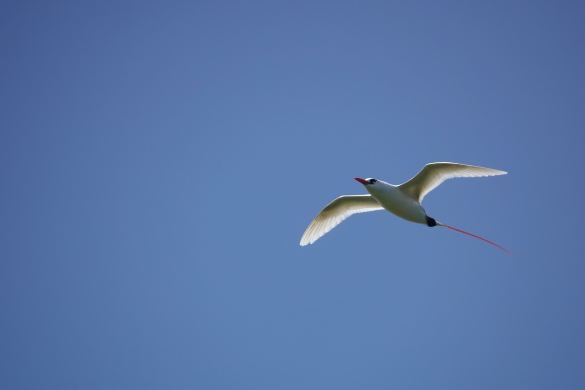 Red-tailed Tropicbird - ML571503321