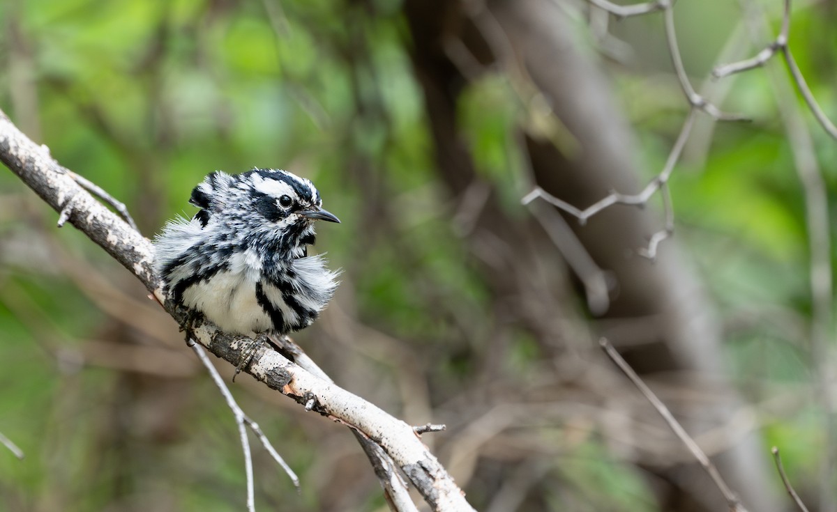 Black-and-white Warbler - ML571503651