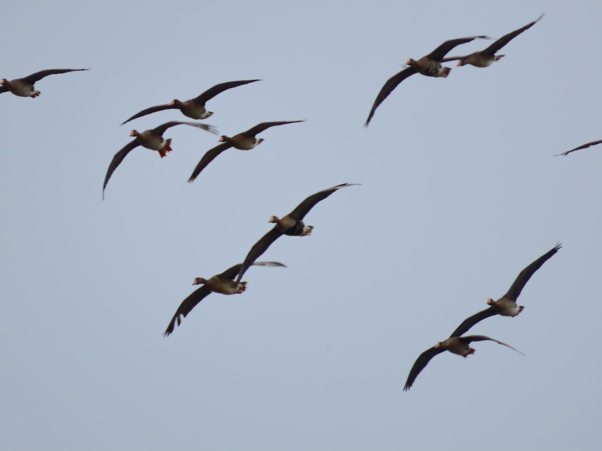 Greater White-fronted Goose - Laura Burke