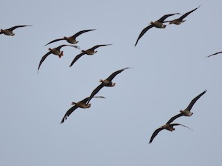 Greater White-fronted Goose, ML571504691
