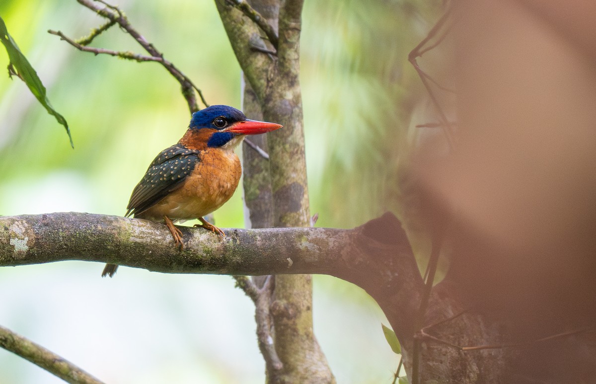 Blue-capped Kingfisher - ML571508431