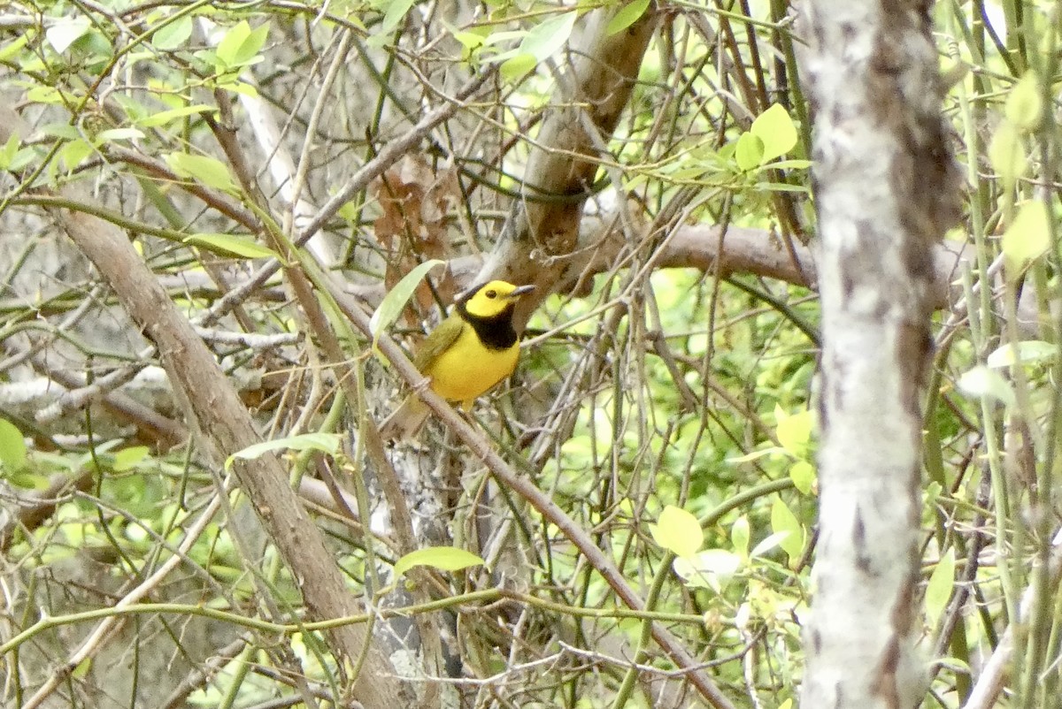 eBird Checklist 13 May 2023 Manorville Hills County Park 23 species