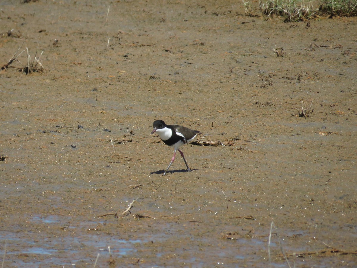 Red-kneed Dotterel - ML571508611