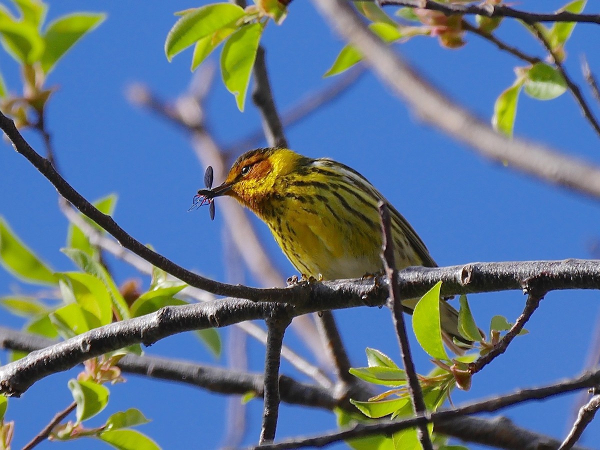 Cape May Warbler - ML57150971