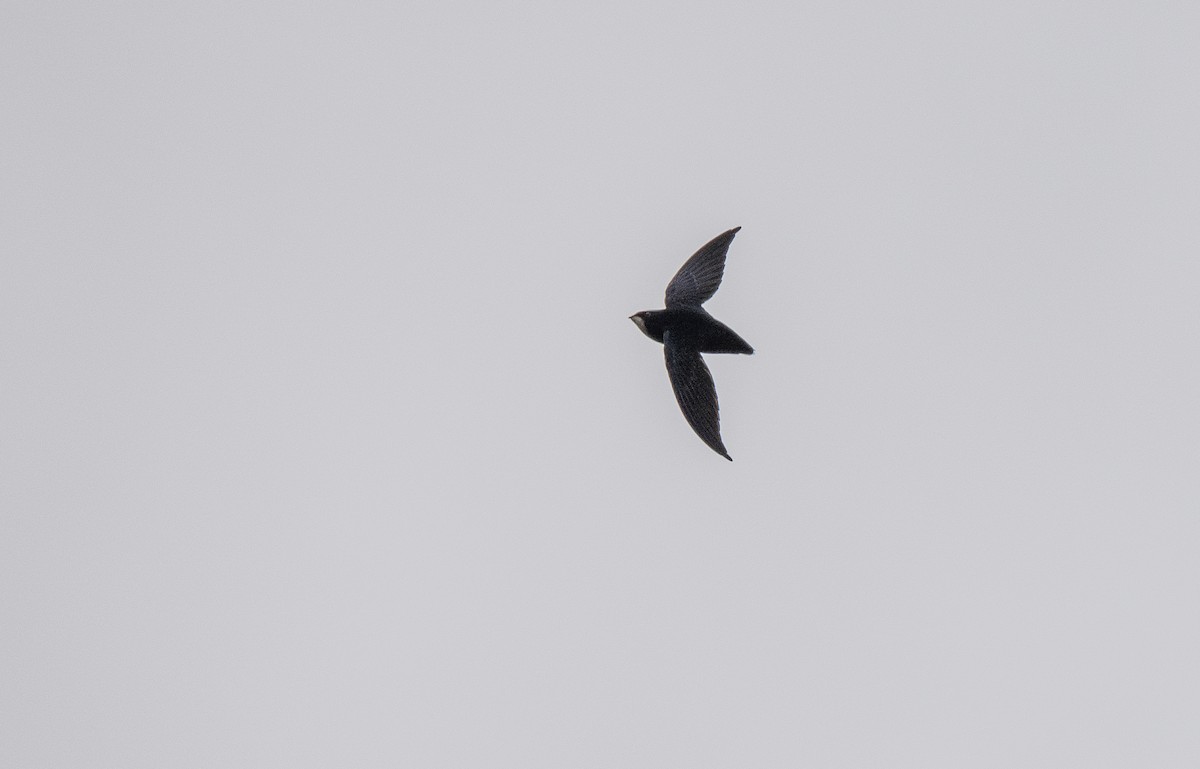 Philippine Spinetailed Swift - Forest Botial-Jarvis