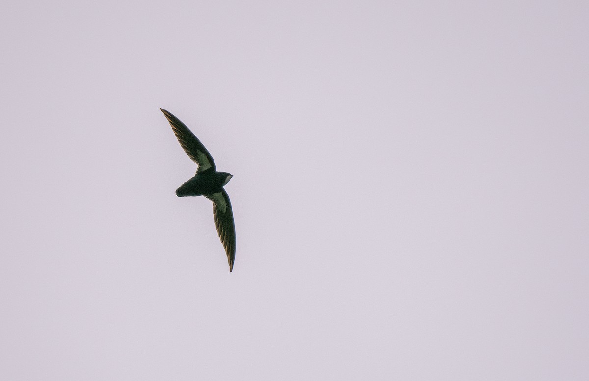 Philippine Spinetailed Swift - Forest Botial-Jarvis