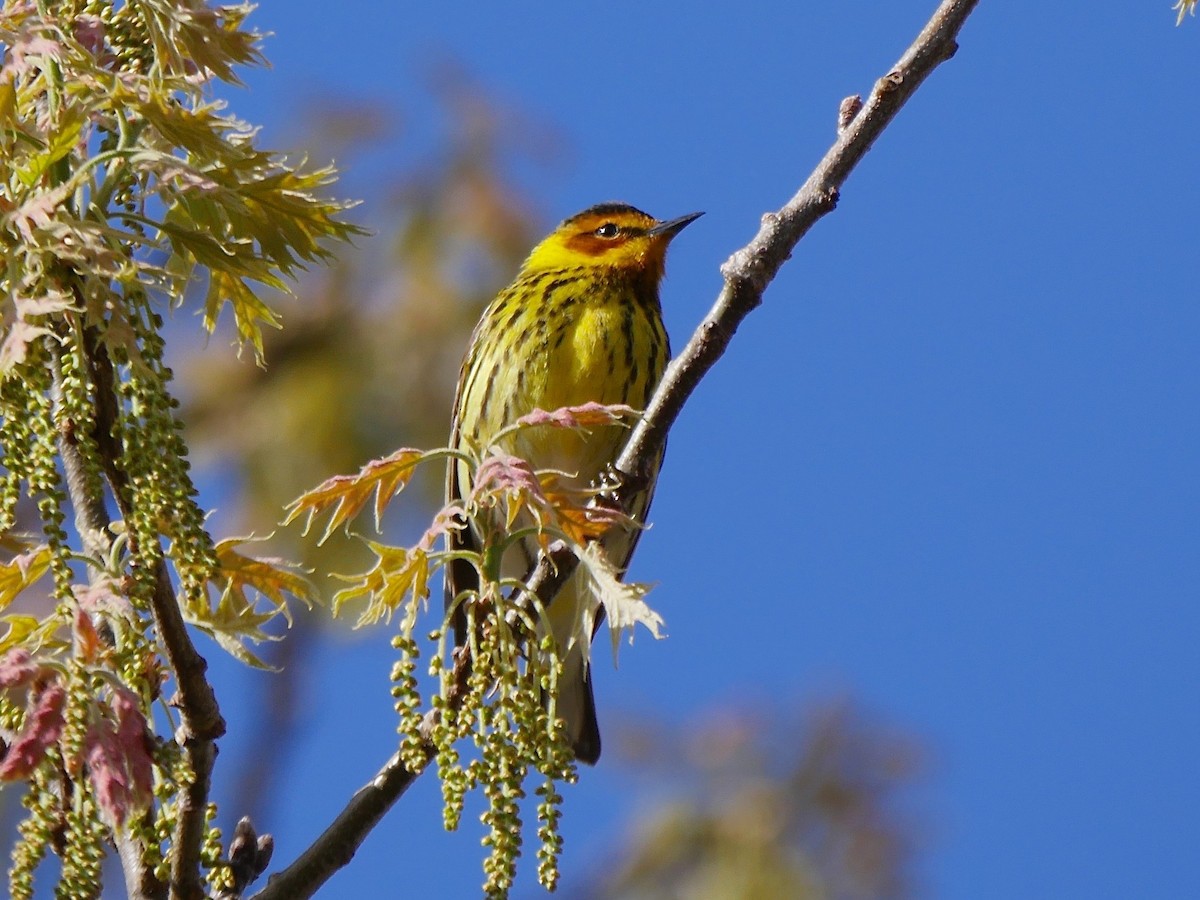 Cape May Warbler - ML57151151
