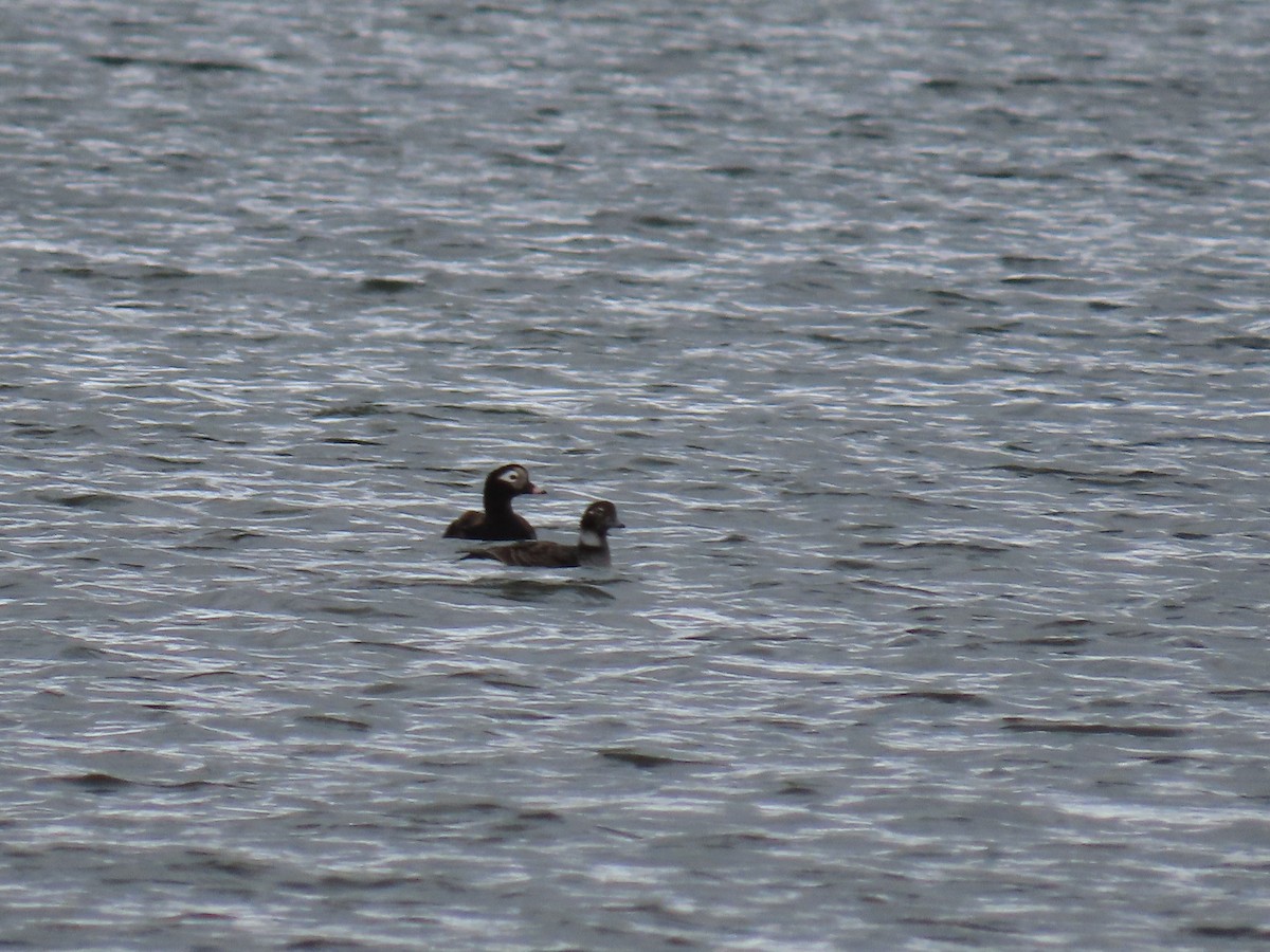 Long-tailed Duck - ML571519711