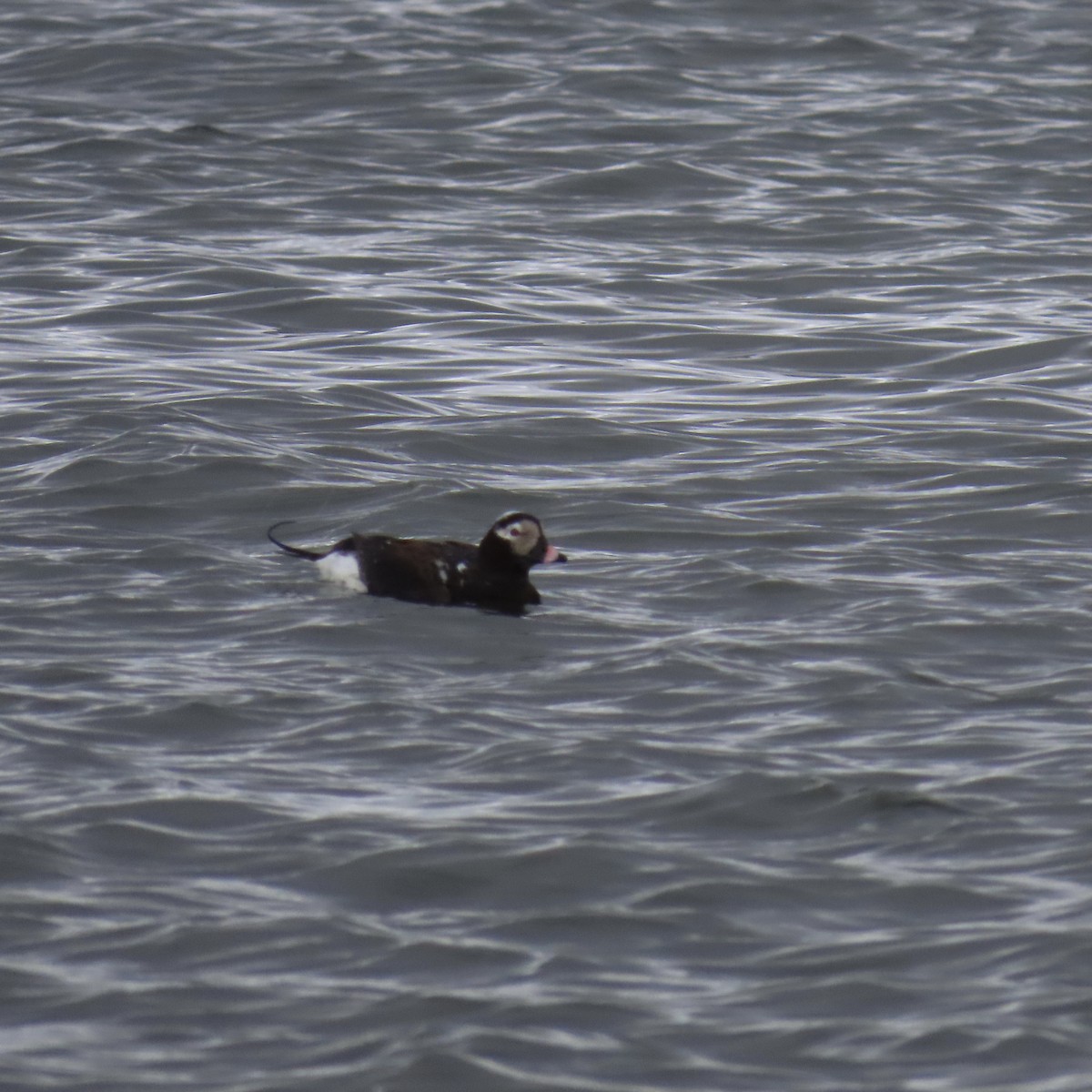 Long-tailed Duck - ML571519721